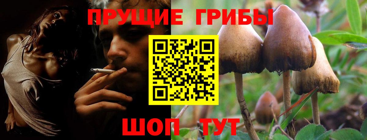 Гудермес  Псилоцибиновые грибы MAGIC MUSHROOMS  Вход с VPN 